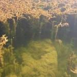 Eurasian watermilfoil. Courtesy of kingcounty.gov