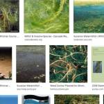 Google Images screenshot