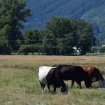 Cows at Tollgate Farm Park in North Bend. Photo by Conor Wilson/Snoqualmie Valley Record