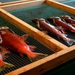 Kokanee Salmon at the Issaquah Salmon Hatchery. Photo by Conor Wilson/Valley Record.