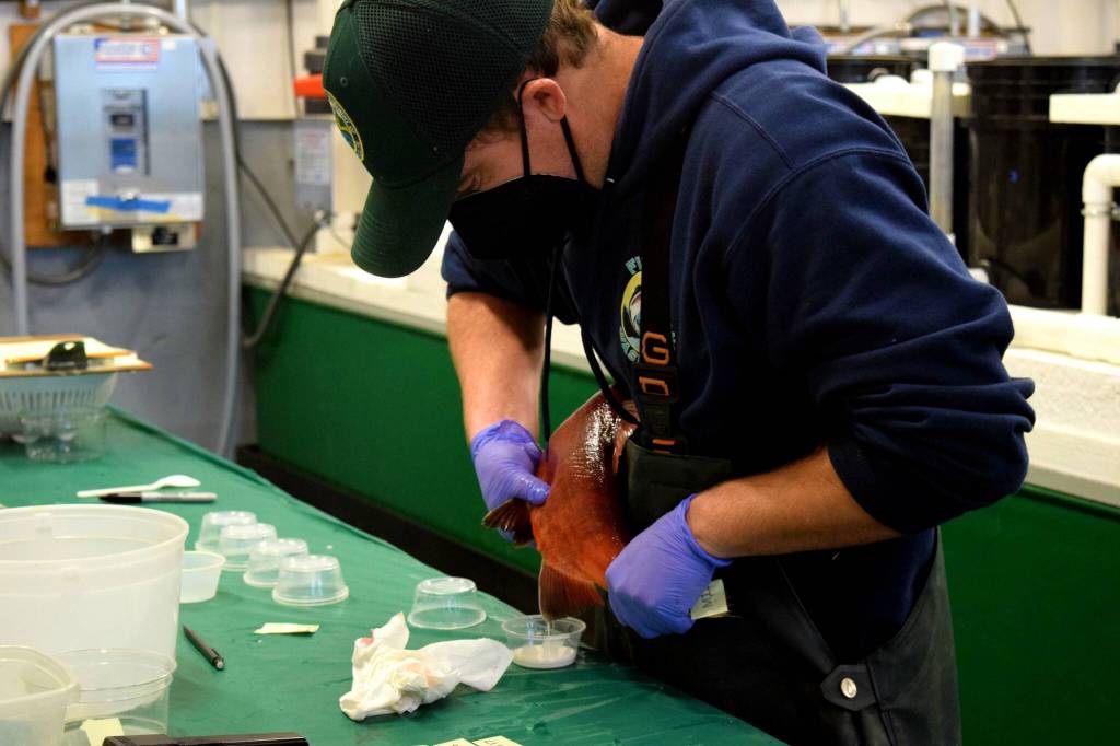 Photo by Conor Wilson/Valley Record
A Washington Department of Fish and Wildlife worker extracts milt from a kokanee salmon at the Issaquah Hatchery.