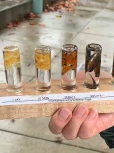 A photo showing the development of salmon eggs. Courtesy of Issaquah Salmon Hatchery Facebook.