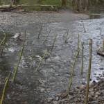Young cottonwood tree planted to grow for river bank erosion control (Cameron Sheppard/Sound Publishing)