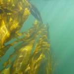 Puget Sound Restoration Fund photo