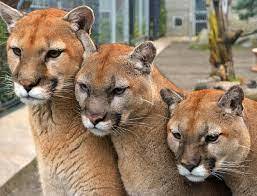 Courtesy of Cougar Mountain Zoo.