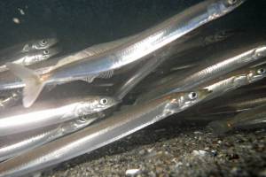 Sand Lance Spawning Habitat Protection. (5th Life Productions/contributed photo)