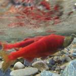 Two kokanee salmon in freshwater. Courtesy of King County Department of Natural Resources and Parks.