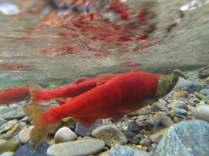 Two kokanee salmon in freshwater. Courtesy of King County Department of Natural Resources and Parks.