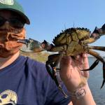 WDFW staffer holds large European Green Crab trapped in the Salish Sea. Photo courtesy of Chase Gunnell.