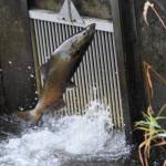 Salmon makes its way up stream to spawn. (Photo by Oscar Kelley)