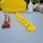 Rubber ducks lined up and ready for the salmon raceway. (Photo courtesy of William Shaw)