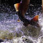 A salmon moves through the water during Salmon Days in Issaquah. File photo courtesy of T.J. Moody