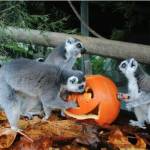 Cougar Mountain Zoo, located at 9525 SE 54th St., is hosting a howl-o-ween celebration. (Photo courtesy of Cougar Mountain Zoo)