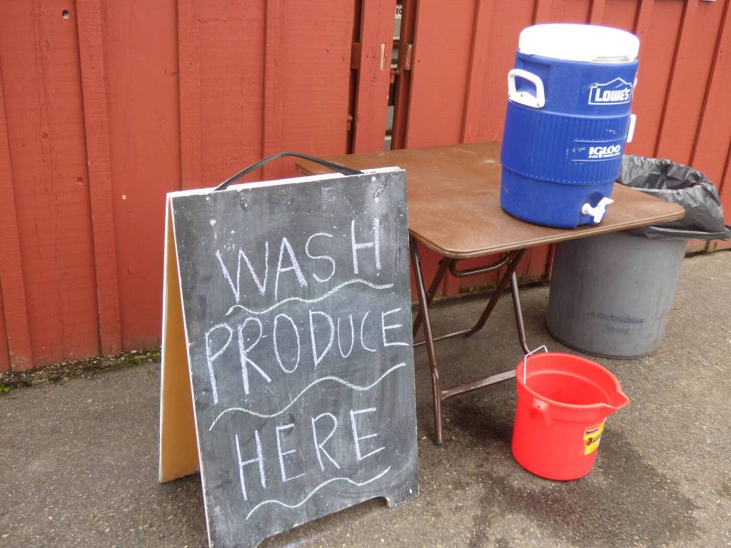 The farmers market offers a wash-off station for fruits and veggies, allowing people to eat on the go. (Cameron Sires/ Sound Publishing)