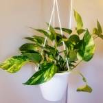 My first Marble Queen Pothos, named Frida. Photo by Bailey Jo Josie/Sound Publishing.