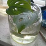 The latest Barbie progagation, this sits in a mustard jar in my kitchen windowsill. I suppose this one will be named Skipper.