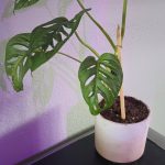 My first Swiss Cheese Monstera from a propagation, this one is named after my grandma Mary who loved to garden. Photo by Bailey Jo Josie/Sound Publishing.