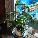 My Swiss Cheese Monstera named Barbie, this gorgeous plant has gifted me dozens of propagations.