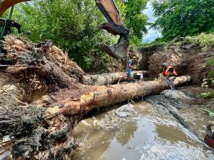 Large pieces of wood are prepared for installation into the Issaquah Creek in-stream restoration project with chain being attached, June 20, 2025. The creek has been diverted from this area while work is taking place to preserve water quality. Photo courtesy of the Mountains to Sound Greenway Trust