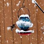 A hummingbird at a feeder on March 13. Photo courtesy of Katrina Kemp Akioka