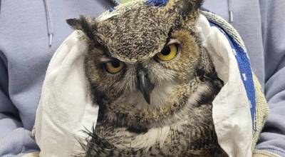 Featherhaven recently rescued a great horned owl that was hit by a freight train. After treating it for blunt force trauma, it was transferred to Raindancer Wild Bird Rescue for continued care. Photo courtesy Featherhaven